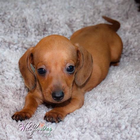 Dachshund puppies for sale nc. Things To Know About Dachshund puppies for sale nc. 